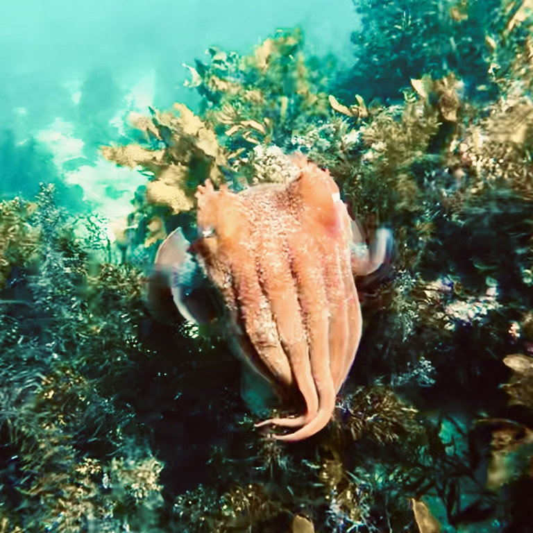 A curious Giant Cuttlefish checks out my camera.
