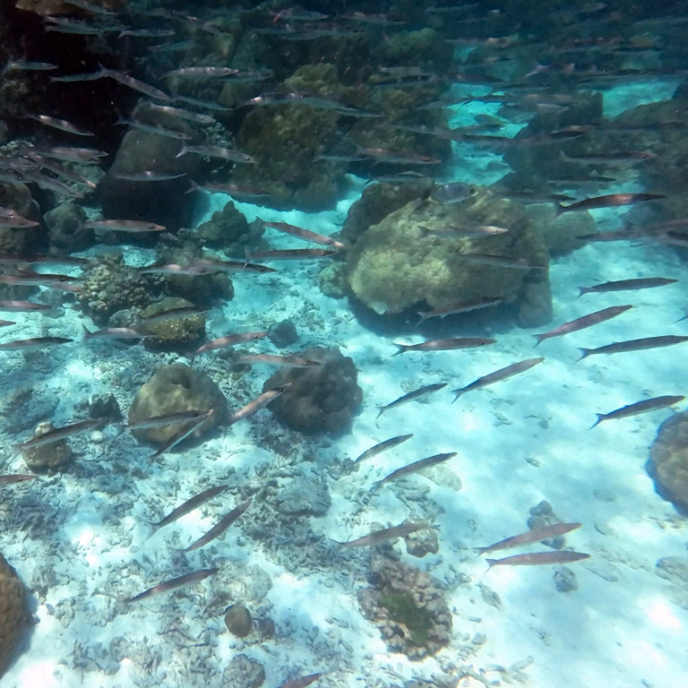 My first encounter with a school of barracuda.