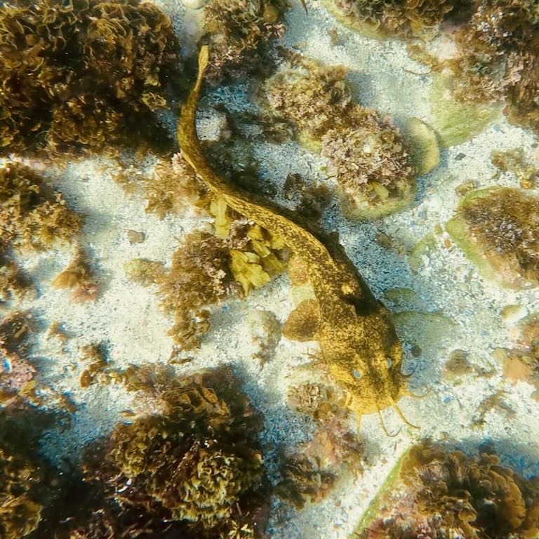 A fully grown Estuary Catfish. Didn't get too close because of the venomous spines