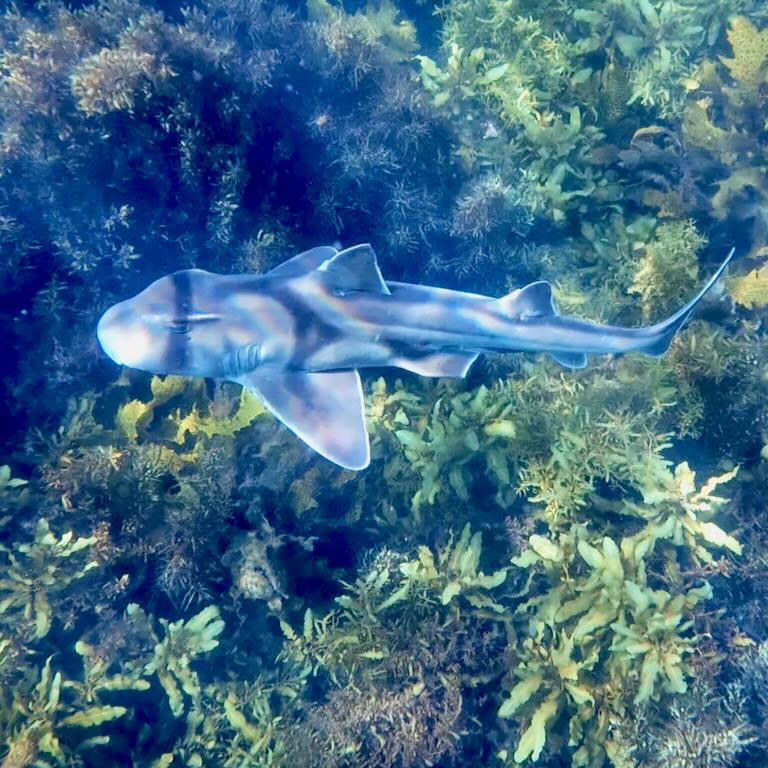 It's Port Jackson Shark season. We saw 2 today.