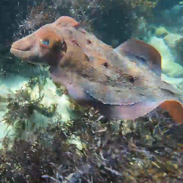 Another cuttlefish cruises past the seaweed, searching for a mate.