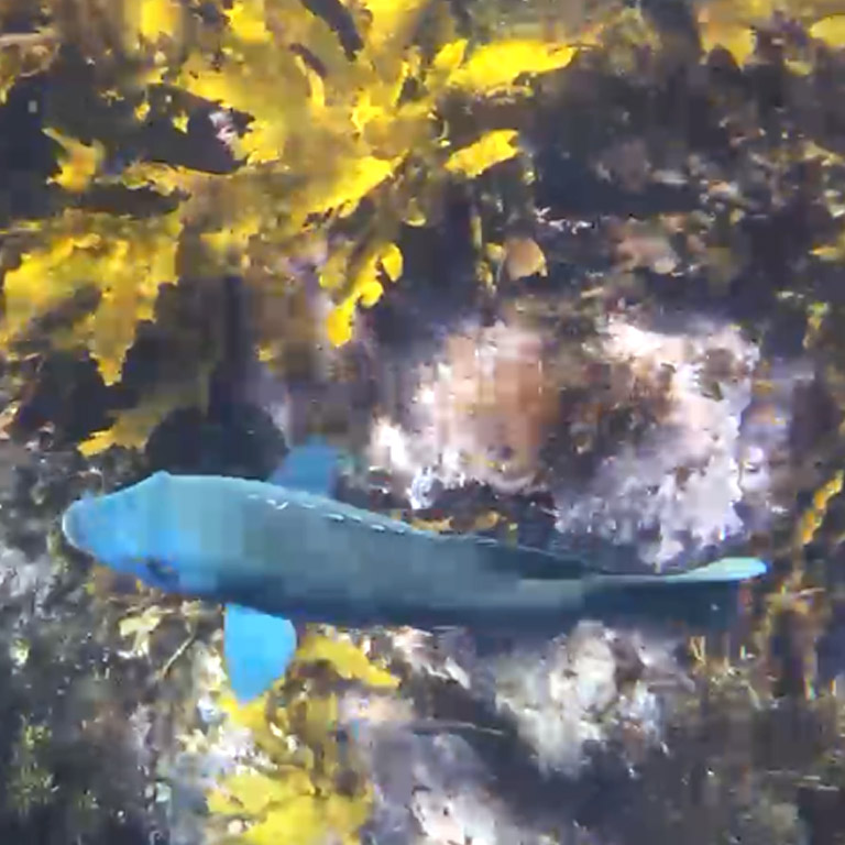 A large Blue Grouper uses its large sturdy teeth to crack open any urchins that it can find.