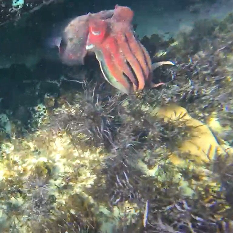 Being smaller than the others, this cuttlefish was very shy and liked to hide in rocky caves.