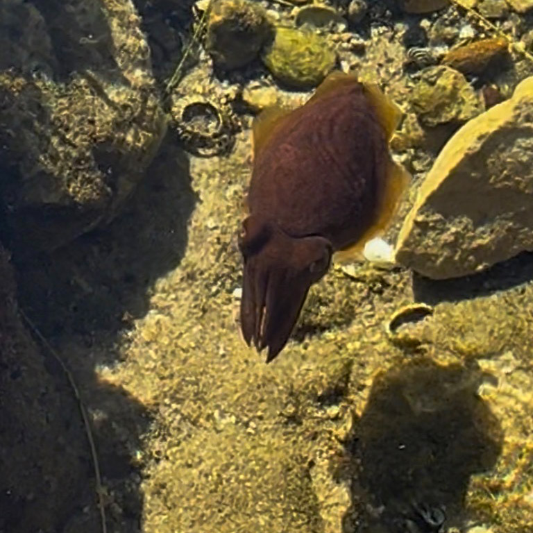 Found this Reaper Cuttlefish hunting shrimp in a rock pool during Project Penguin.