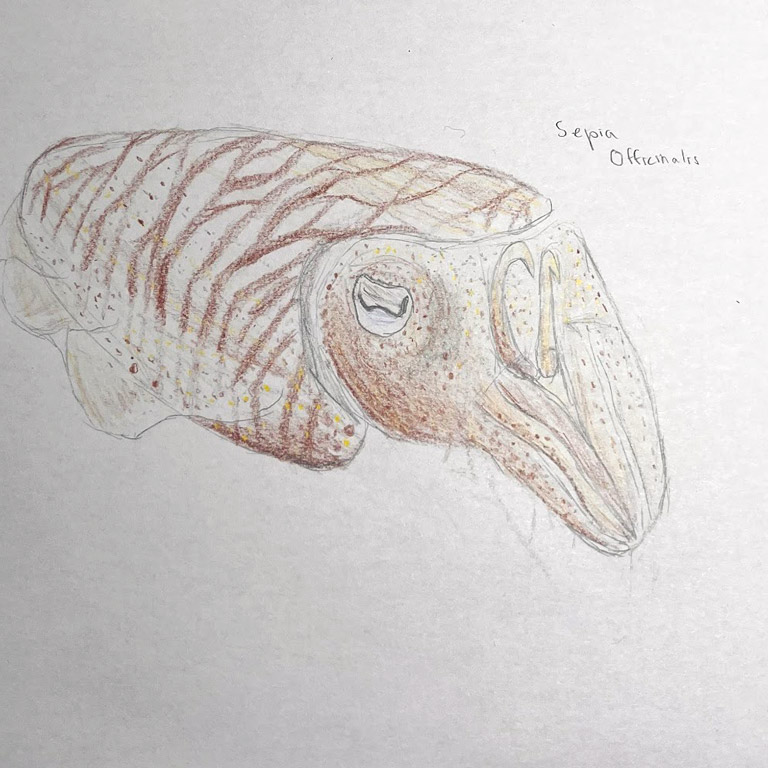 I usually draw my encounters so I don't forget them. I am quite fond of this little cuttlefish.